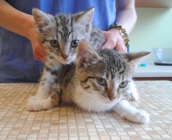 Kocięta ze szczeliny